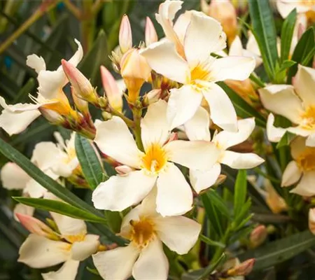 Oleander – Blütenpracht bei richtiger Pflege