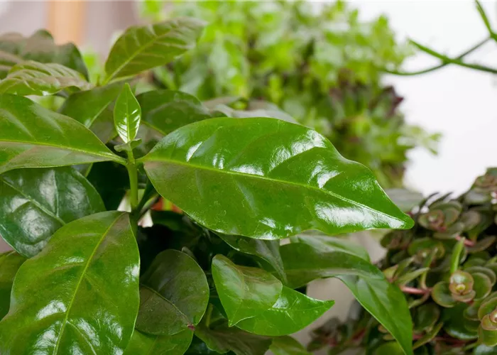 Eigener Kaffee aus dem Garten – das ist möglich