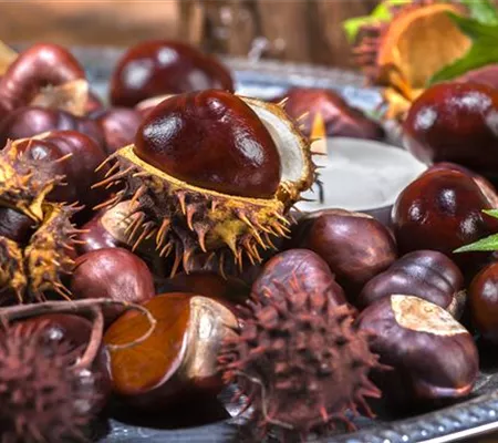 Gartenarbeiten vor dem Winter - schützen und säubern Gartenarbeiten vor dem Winter - schützen und säubern