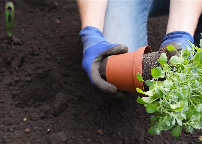 Blaukissen - Einpflanzen im Garten Blaukissen - Einpflanzen im Garten