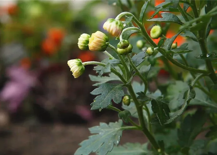 Chrysanthemen - Einpflanzen im Garten