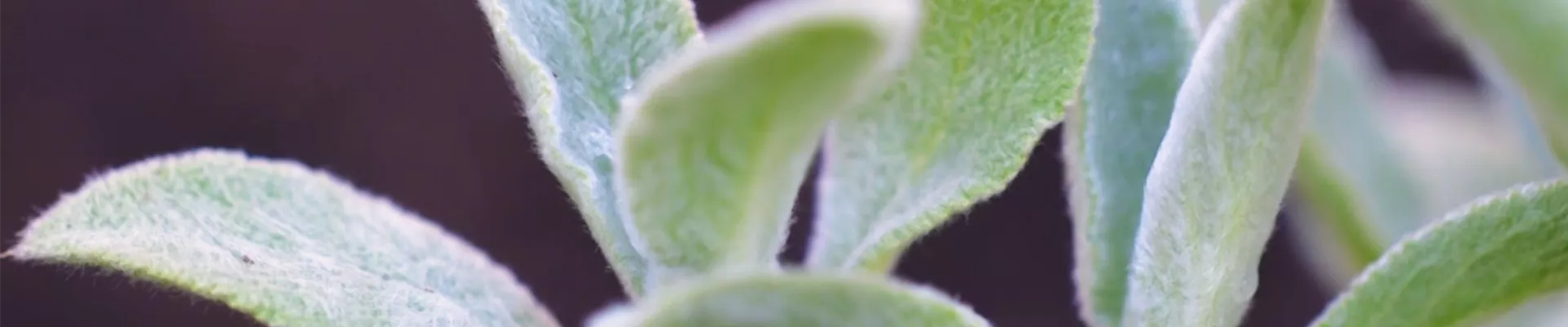 Woll-Ziest - Einpflanzen im Garten (thumbnail).jpg