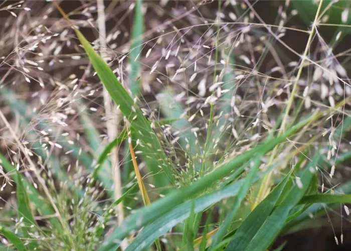 Liebesgras - Einpflanzen im Garten