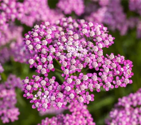 Sommerblumen