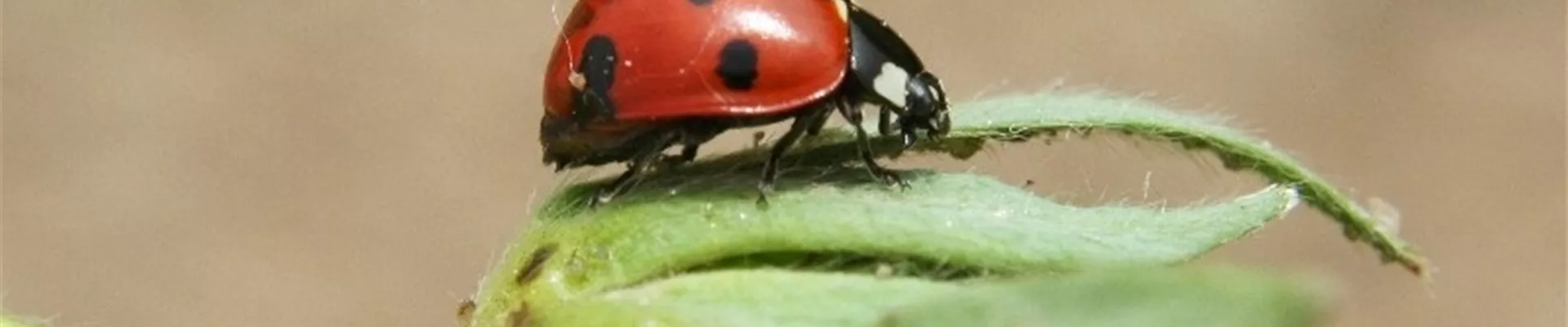 marienkaefersiebenpunktadult1-800x600.jpg